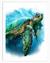 Chelone Turtle Wall Art | Animal Wall Art in Poster, Frames & Canvas