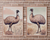 Emu In the Wild - Nursery Poster & Canvas Wall Art Set of 2 Print Material