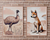 Outback Dingo & Emu- Nursery Poster & Canvas Wall Art Set of 2 Unframed Poster / 40x60 cm / 16x24″ / -Poster Only-