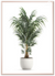 Potted Palm Tree Wall Arts | Food Wall Art in Poster, Frames & Canvas
