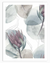 Protea Flower Wall Art | Nordic Wall Art in Poster, Frames & Canvas