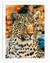 Watercolour Leopard Safari Animals Wall Art | Animals Wall Art in Poster, Frames & Canvas